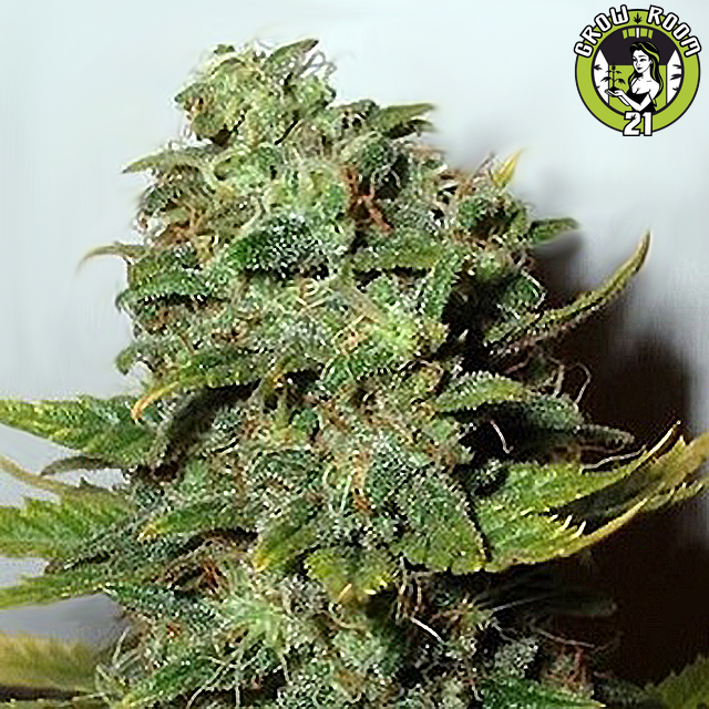 Bild von Mango Skunk