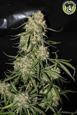 Bild von Mountain Kush