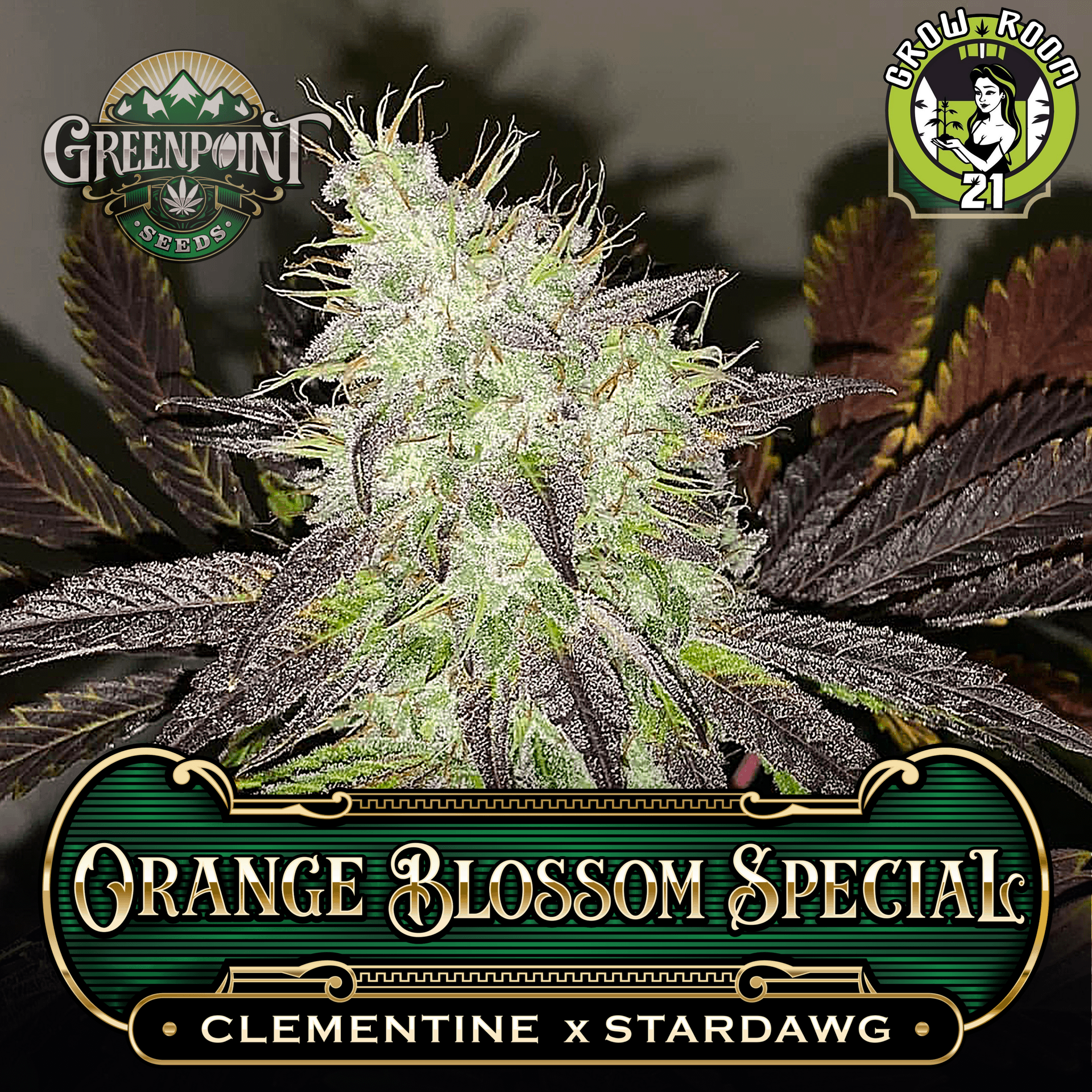 Bild von Orange Blossom Special