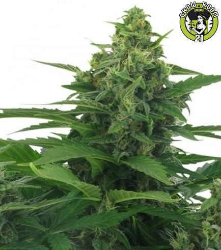 Bild von Original Skunk Autoflowering