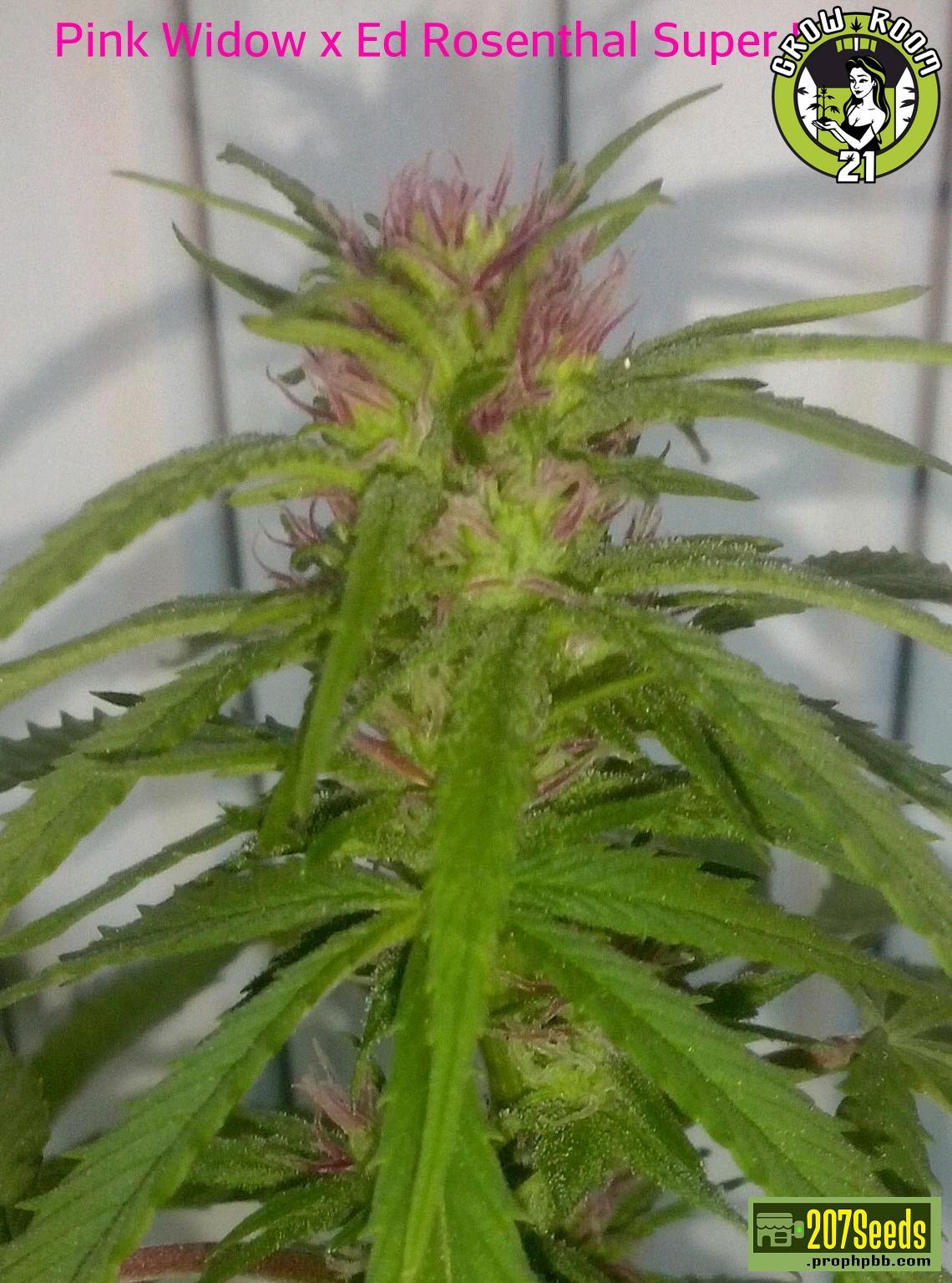 Bild von Pink Rosenthal Super Bud