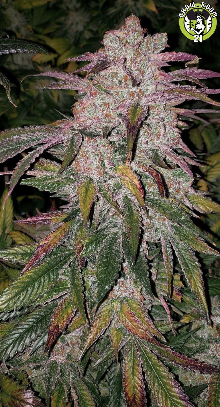 Bild von Purple Thai Autoflower