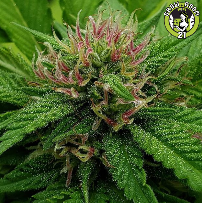 Bild von Chronic Strawberry Kush