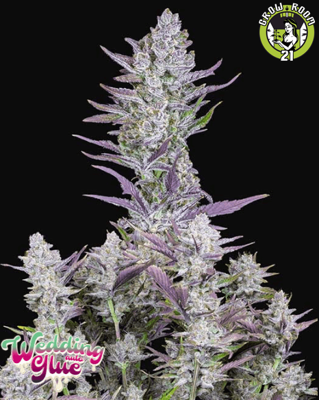 Bild von Wedding Glue Auto