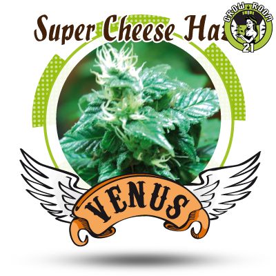 Bild von Super Cheese Haze