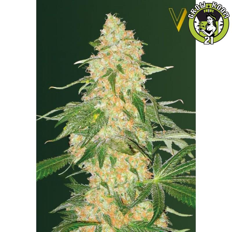 Bild von Super Extra Skunk