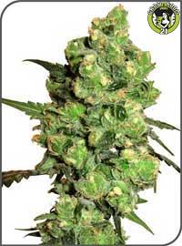 Bild von Super Skunk