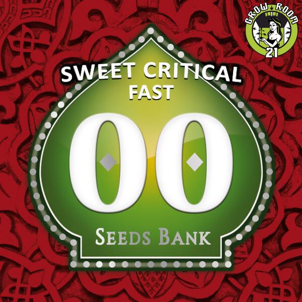 Bild von Sweet Critical Fast