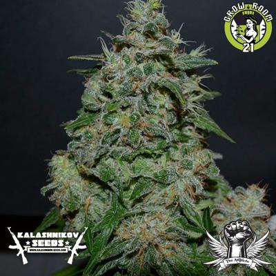 Bild von AK Kush Express