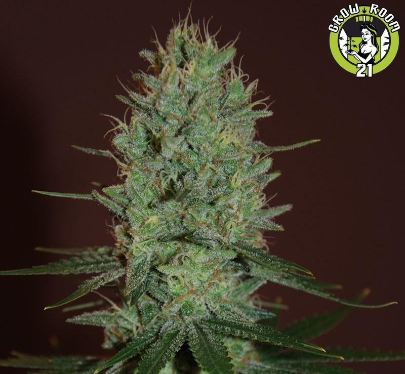 Bild von Amnesia Haze