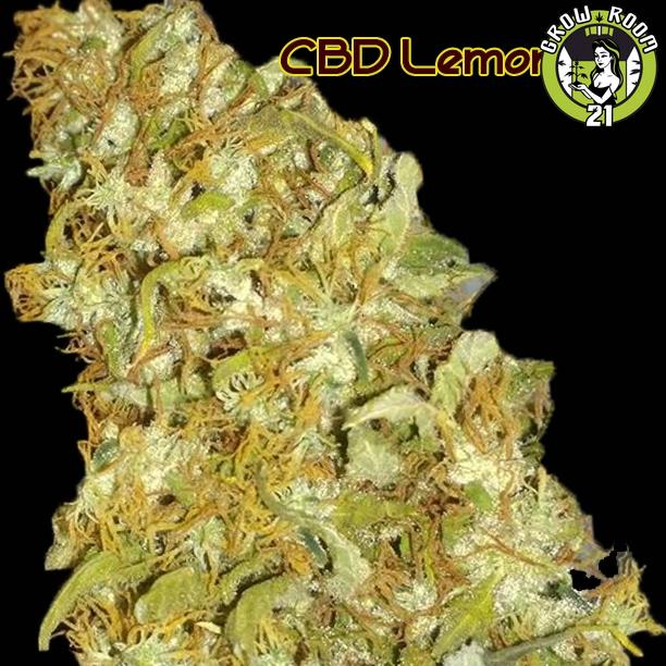 Bild von CBD Lemon AID