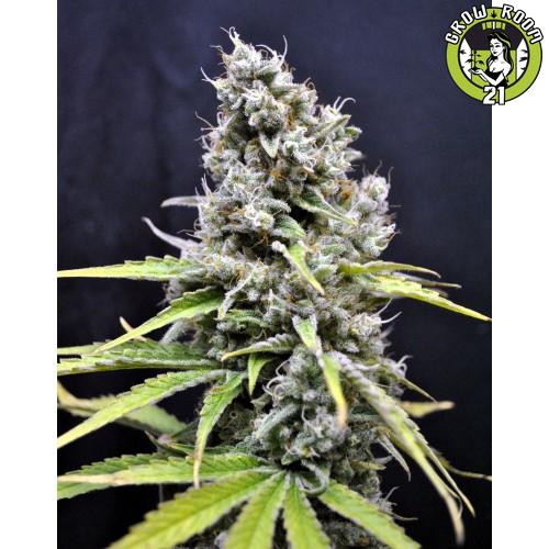 Bild von CBD Skunk Haze