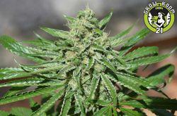 Bild von CBD Tonic