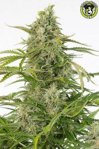 Bild von Cheese Auto CBD