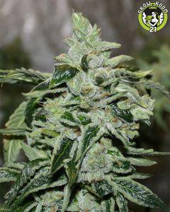 Bild von Christiania Kush