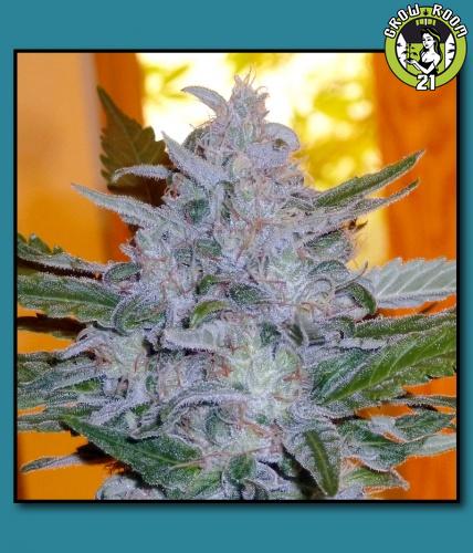 Bild von Gorilla Critical