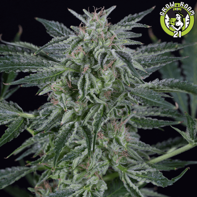 Bild von Critical Jack Auto