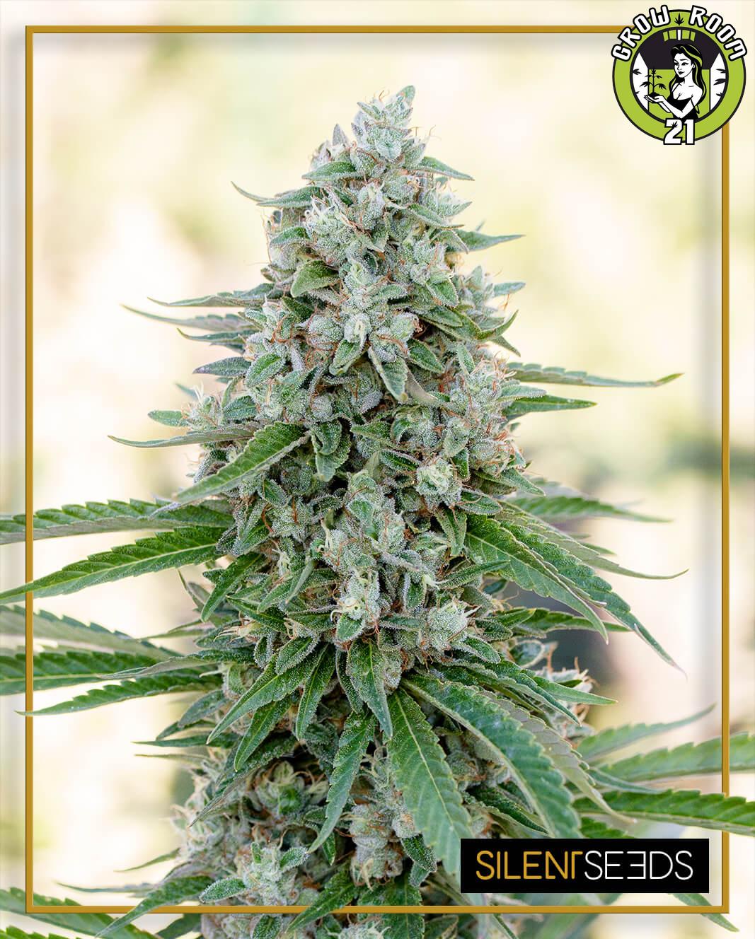 Bild von Critical Mango