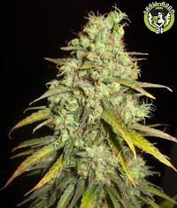 Bild von Critical Super Silver Haze