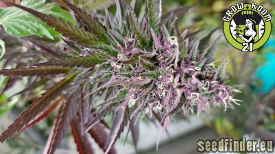 Bild von Purple Bubba Kush