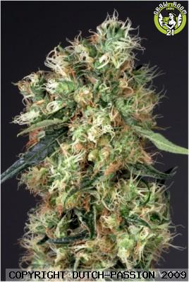 Bild von Dutch Haze