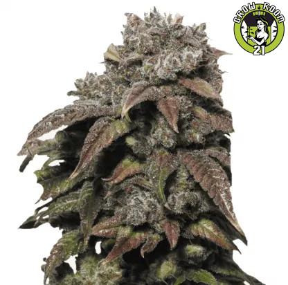 Bild von Green Crack Auto