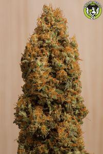 Bild von Green Crack CBD