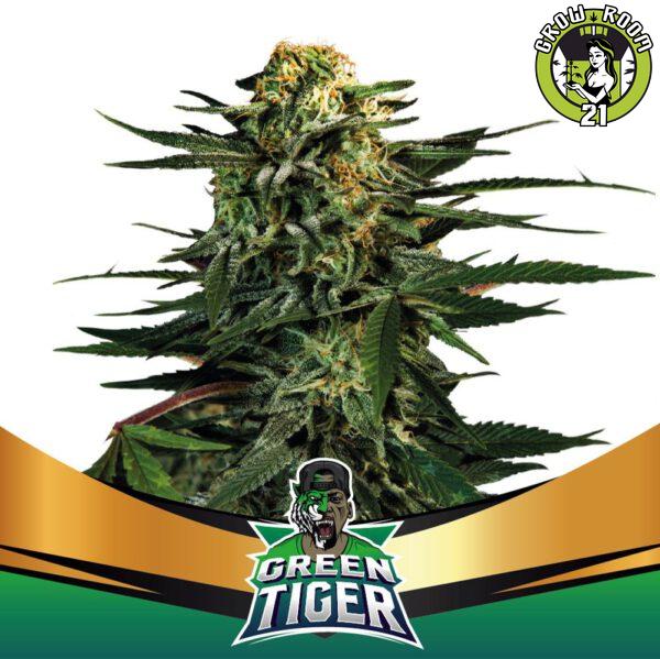 Bild von Green Tiger