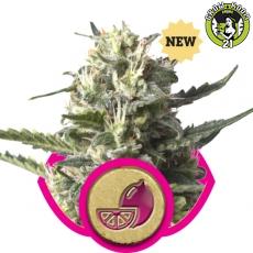 Bild von Seeds Lemon Haze