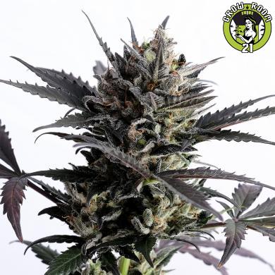 Bild von Lemon Haze Auto