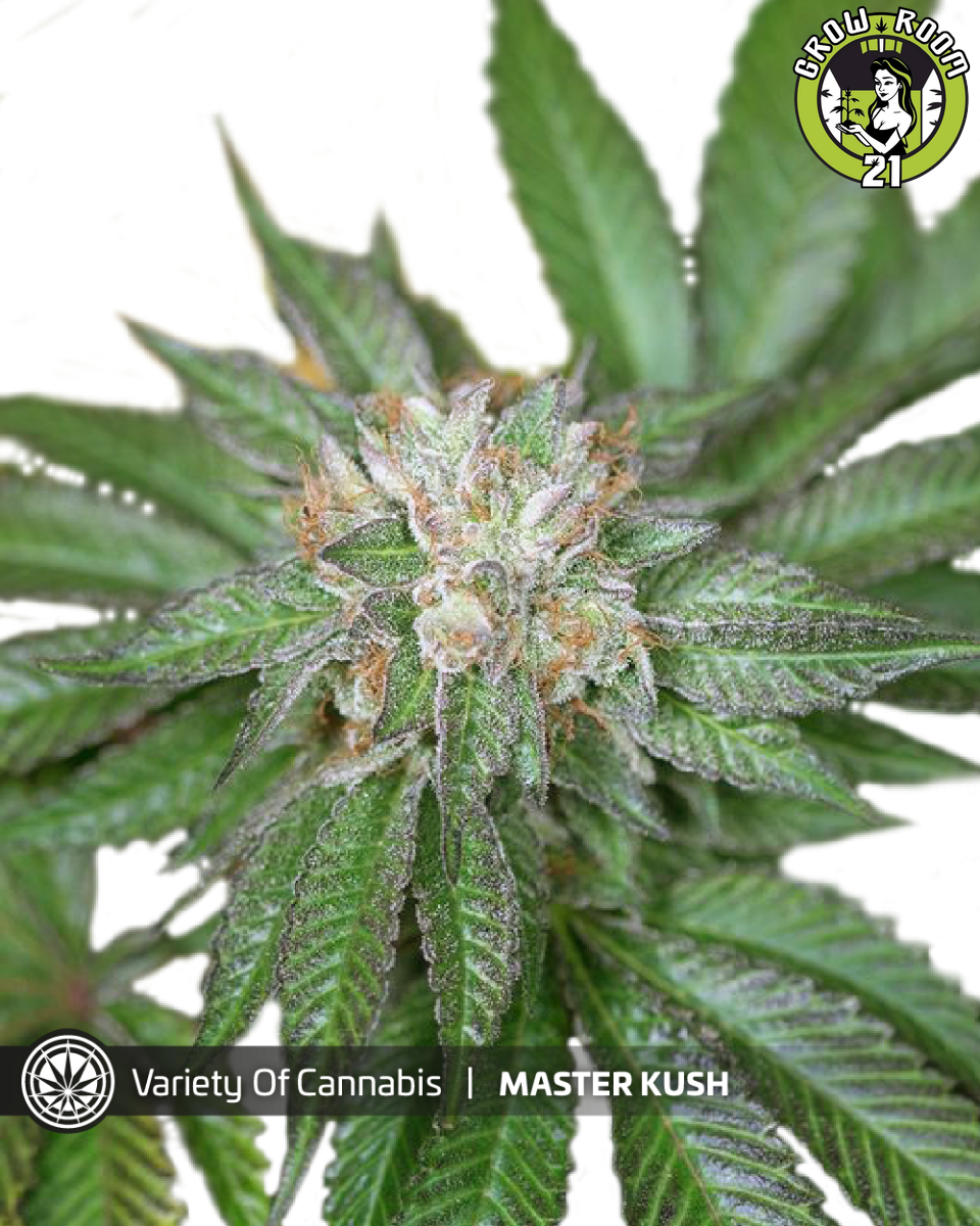 Bild von Master Kush