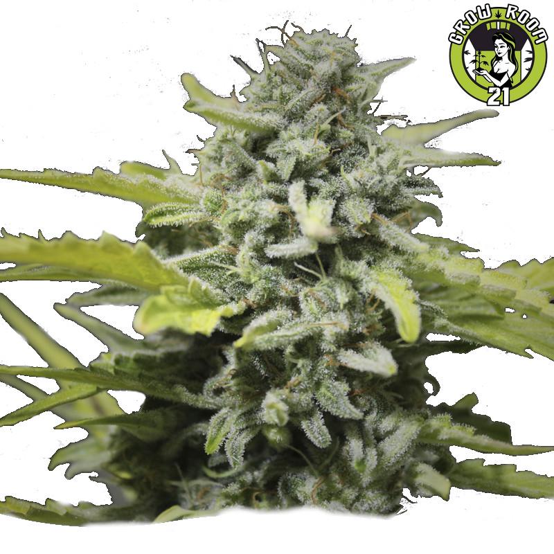 Bild von Organic Lemon Haze