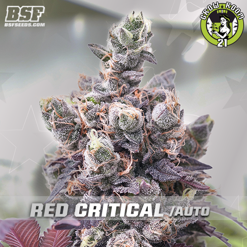 Bild von Red Critical Auto