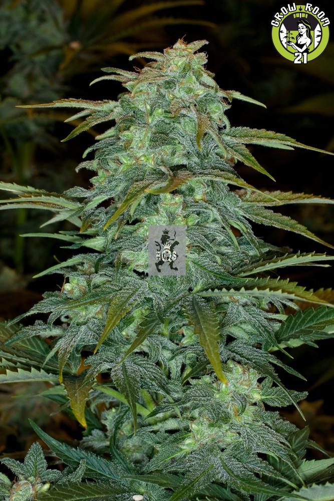 Bild von Seeds Royal Haze Automatic