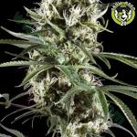 Bild von Special Lime Haze