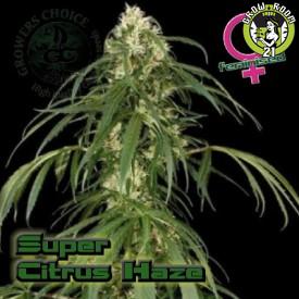 Bild von Super Citrus Haze