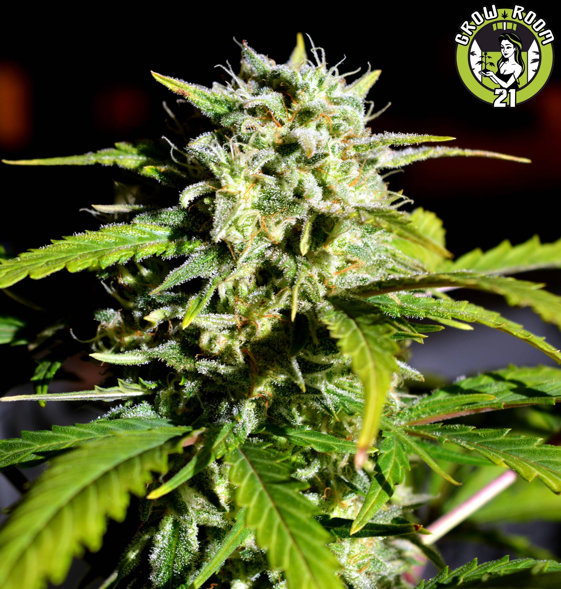 Bild von Super Lemon Haze