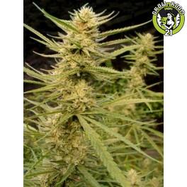 Bild von Super Silver Haze for Criticalplus