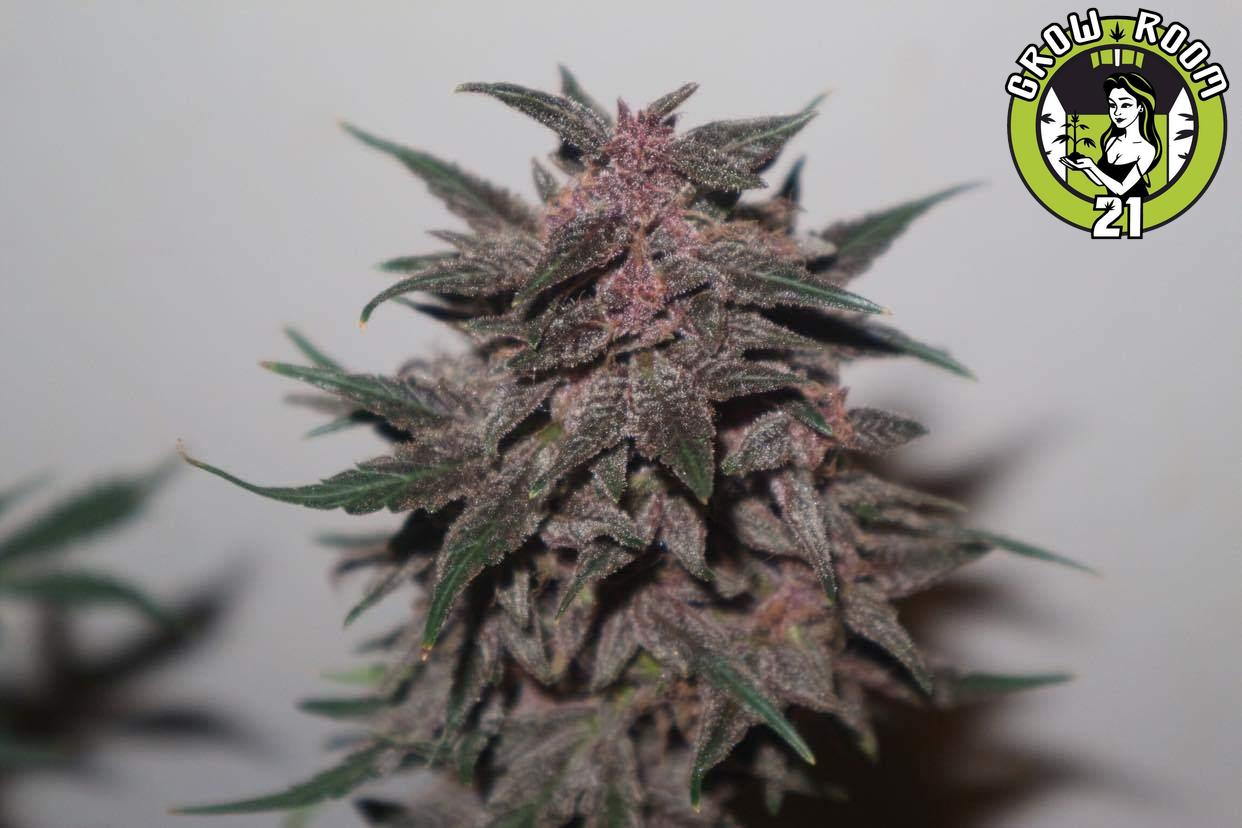 Bild von Sweet Cheezus Autoflower