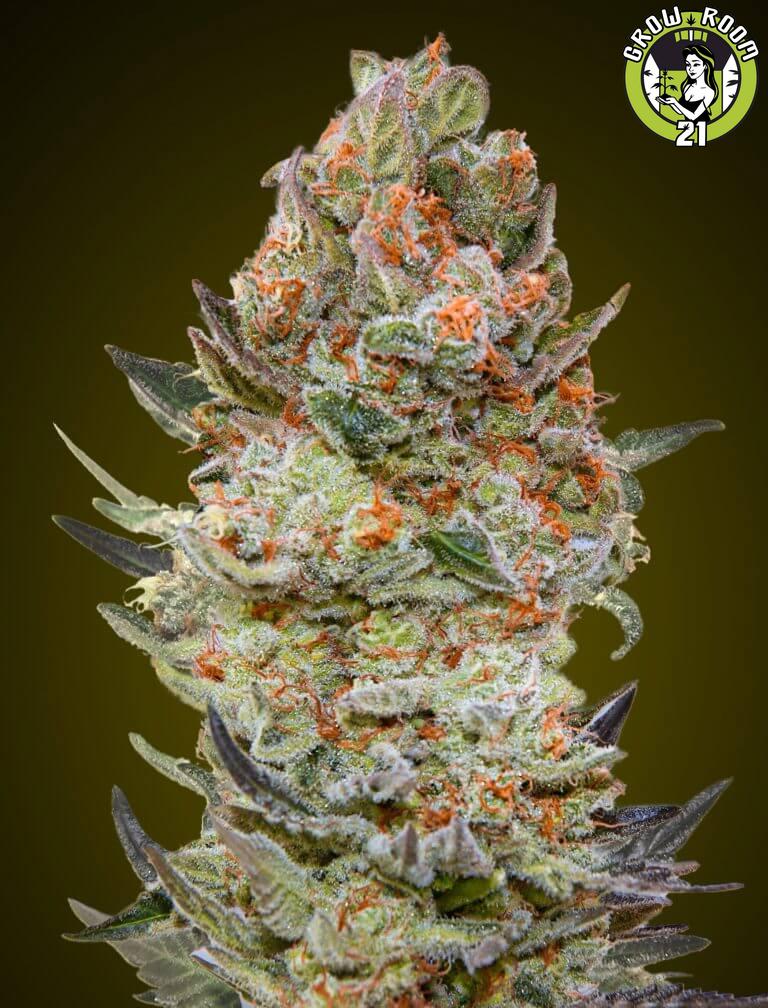 Bild von Sweet Critical CBD