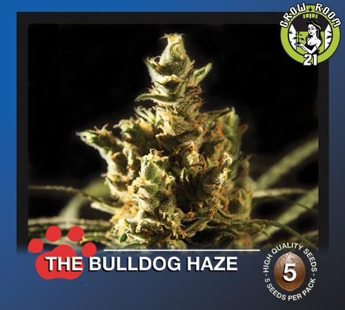 Bild von The Bulldog Haze