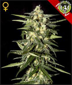 Bild von Auto Jack Herer