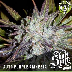 Bild von Auto Purple Amnesia