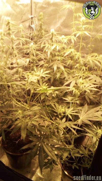 Bild von Blue Berry Autoflowering