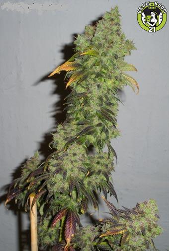 Bild von Blue Widow