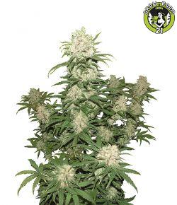 Bild von Blueberry Auto