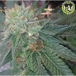 Bild von Blueberry OG