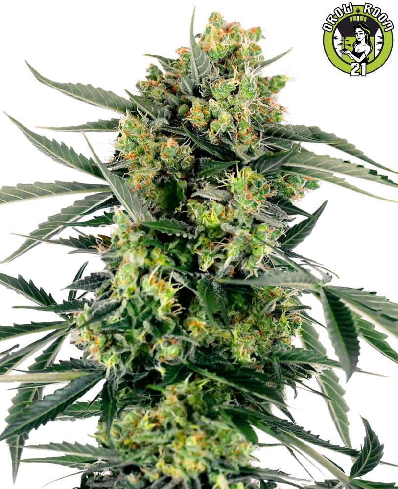 Bild von Blueberry Zkittlez Automatic