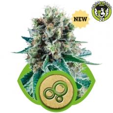 Bild von Seeds Bubble Kush Automatic