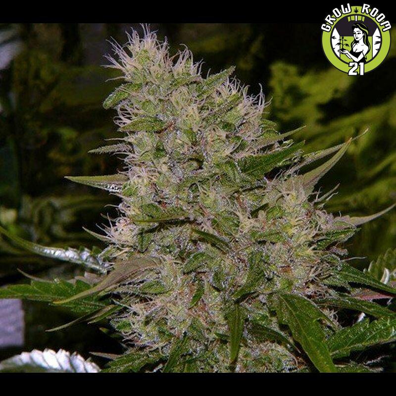 Bild von CBD Critical Mass Auto